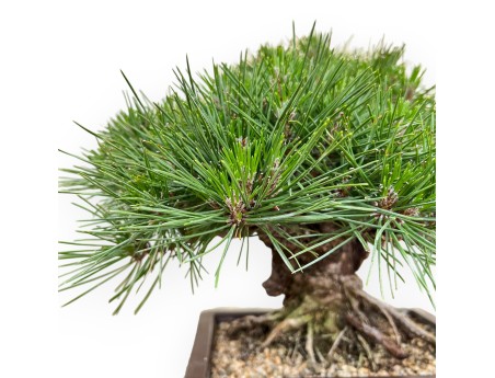Pinus Thunbergii Gansekisho - Black Pine - 35 cm