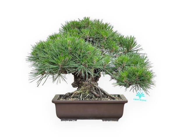 Pinus Thunbergii Gansekisho - Black Pine - 35 cm