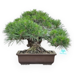 Pinus Thunbergii Gansekisho - Pin Noir - 35 cm