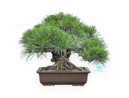 Pinus Thunbergii Gansekisho - Pin Noir - 35 cm