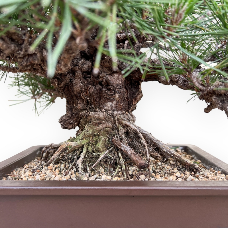 Pinus Thunbergii Gansekisho - Pin Noir - 35 cm