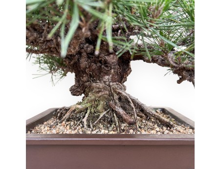 Pinus Thunbergii Gansekisho - Pino Nero - 35 cm