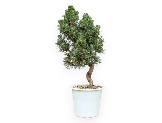 Pinus thunbergii Senjomaru - Pino negro - de 33 a 48 cm 2