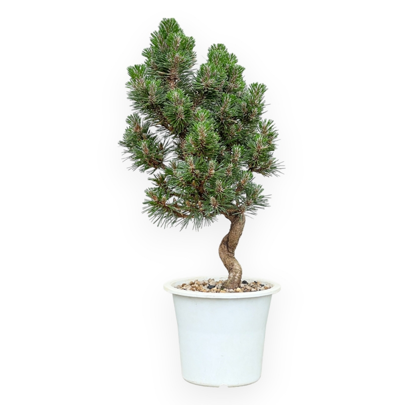 Pinus Thunbergii Senjomaru - Pino Nero - da 33 a 48 cm