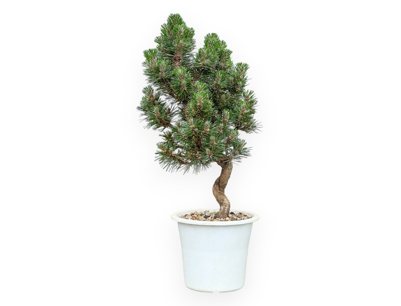 Pinus thunbergii Senjomaru – Schwarzkiefer – 33 bis 48 cm