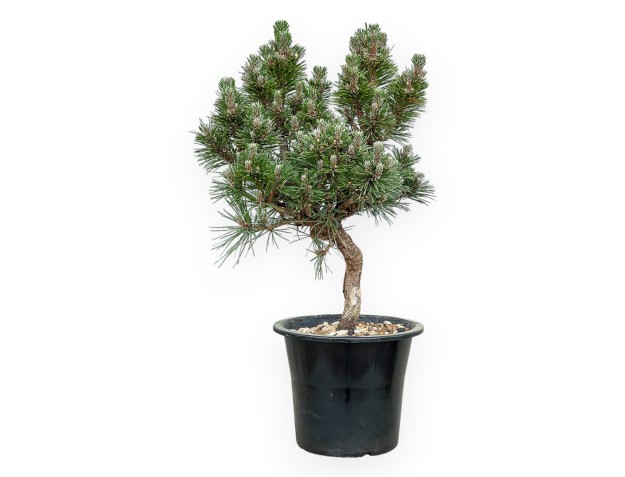 Pinus thunbergii Senjomaru - Pino negro - de 33 a 48 cm