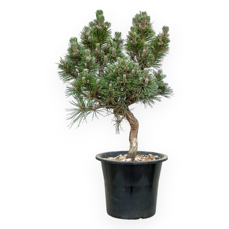 Pinus Thunbergii Senjomaru - Pino Nero - da 33 a 48 cm