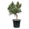 Pinus Thunbergii Senjomaru - Pin Noir - de 33 à 48 cm