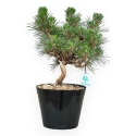 Pinus Thunbergii Senjomaru - Pin Noir - de 33 à 48 cm