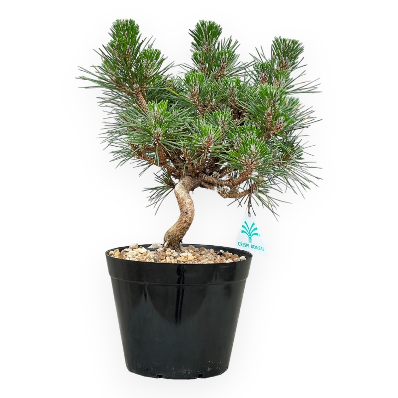 Pinus Thunbergii Senjomaru - Pino Nero - da 33 a 48 cm