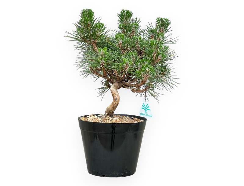 Pinus thunbergii Senjomaru – Schwarzkiefer – 33 bis 48 cm
