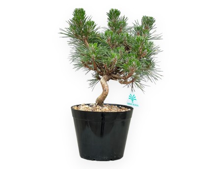 Pinus Thunbergii Senjomaru - Black Pine - from 33 to 48 cm