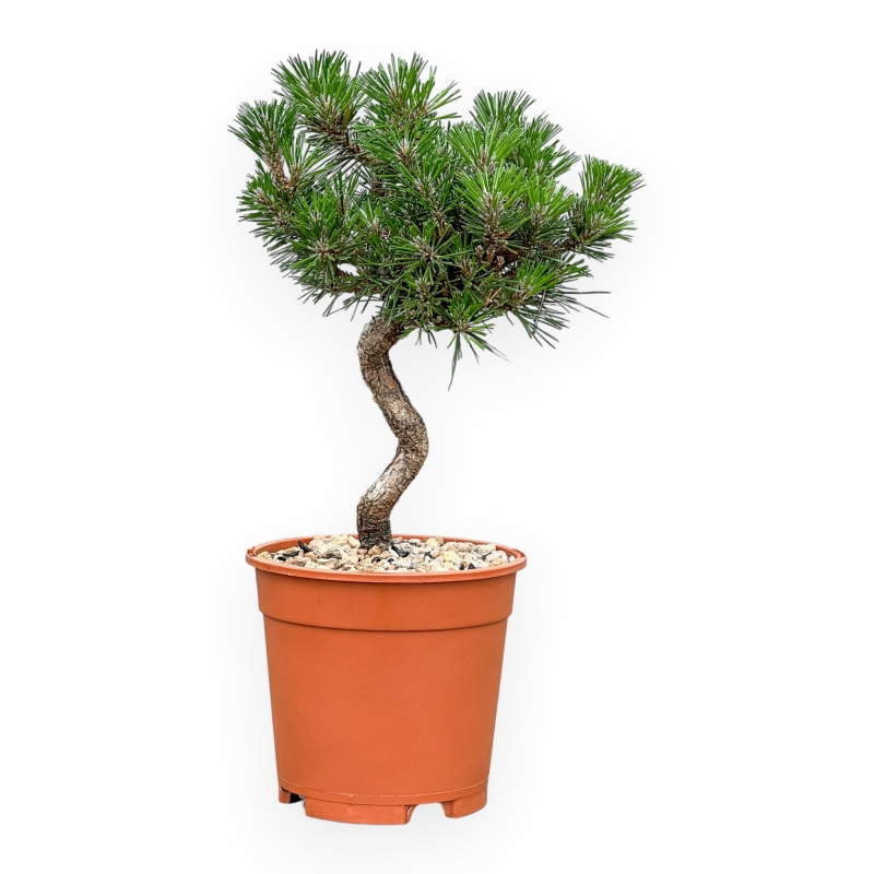 Pinus Thunbergii Senjomaru - Pino Nero - da 33 a 48 cm