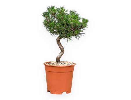 Pinus Thunbergii Senjomaru - Pin Noir - de 33 à 48 cm