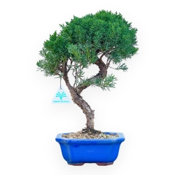 Juniperus Chinensis Kishu - Ginepro - da 28 a 36 cm