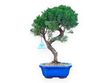 Juniperus Chinensis Kishu - Genévrier - de 28 à 36 cm