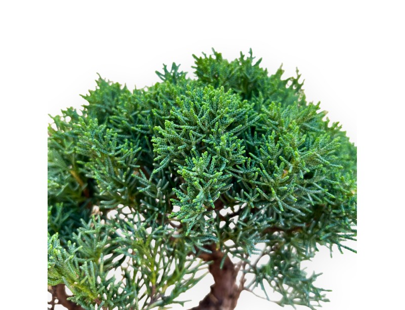 Juniperus Chinensis Kishu - Enebro - 28 a 36 cm