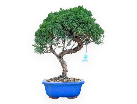 Juniperus Chinensis Kishu - Ginepro - da 28 a 36 cm