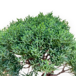 Juniperus Chinensis Kishu - Ginepro - da 28 a 36 cm