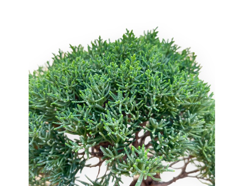 Juniperus Chinensis Kishu - Genévrier - de 28 à 36 cm