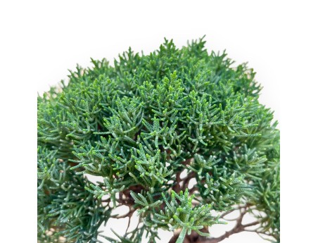 Juniperus Chinensis Kishu - Wacholder - 28 bis 36 cm