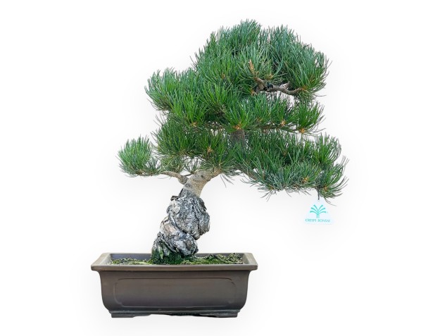 Pinus Pentaphylla - Den - 45 cm
