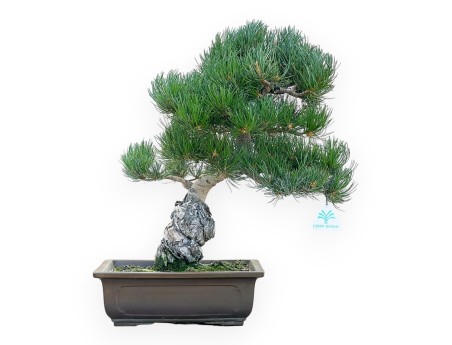 Pinus Pentaphylla - Pino - 45 cm