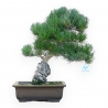Pinus Pentaphylla - Pino a cinque aghi - 45 cm