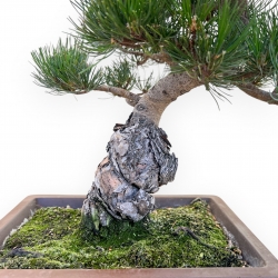 Pinus Pentaphylla - Pin à cinq aiguilles - 45 cm