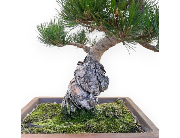 Pinus Pentaphylla - Pino - 45 cm 2
