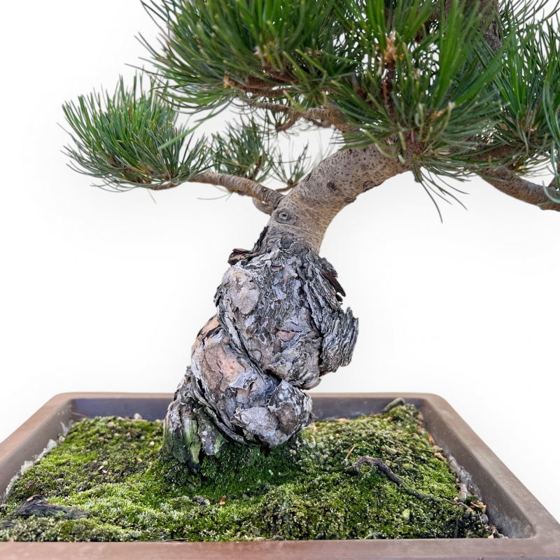 Pinus Pentaphylla - Pine five needles - 45 cm