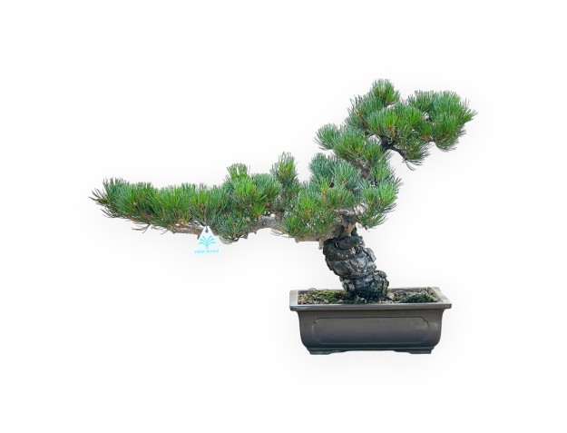 Pinus Pentaphylla - Pino - 42 cm