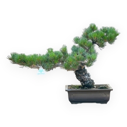 Pinus Pentaphylla - Pino a cinque aghi - 42 cm