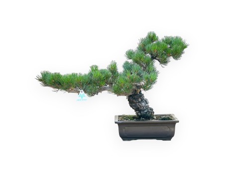 Pinus Pentaphylla - Den - 42 cm
