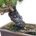 Pinus Pentaphylla - Pino a cinque aghi - 42 cm