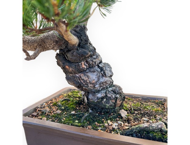 Pinus Pentaphylla - Pin à cinq aiguilles - 42 cm 2