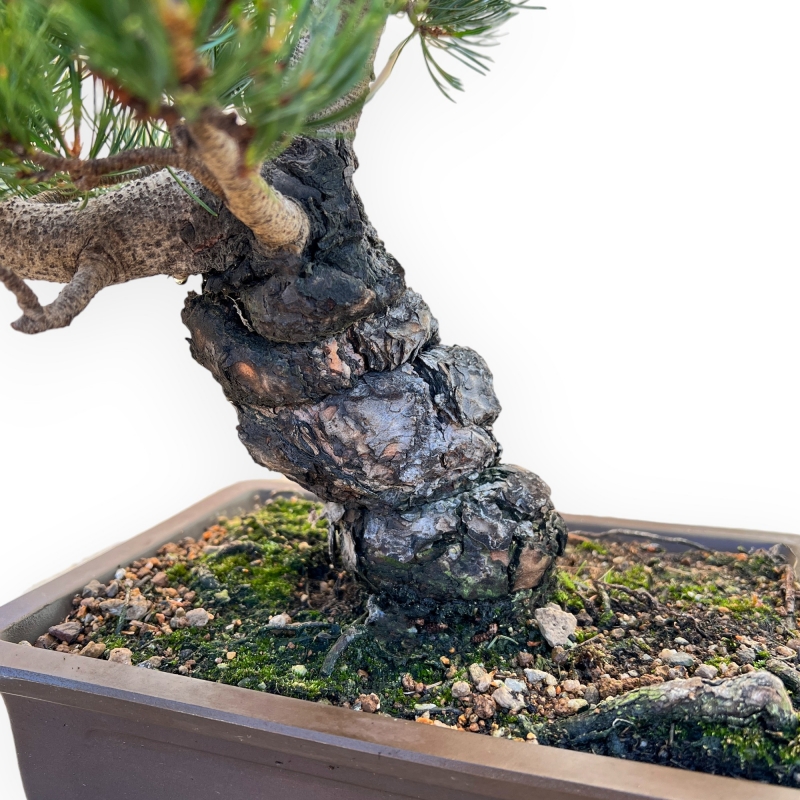 Pinus Pentaphylla - Pino a cinque aghi - 42 cm