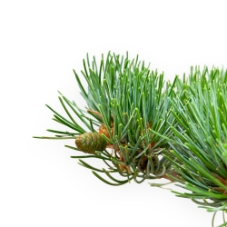 Pinus Pentaphylla - Pino a cinque aghi - 42 cm