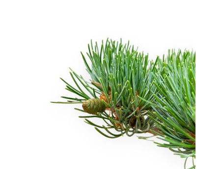 Pinus Pentaphylla - Pino - 42 cm