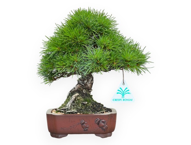 Pinus Pentaphylla Nasukomachi - Pino - 24 cm