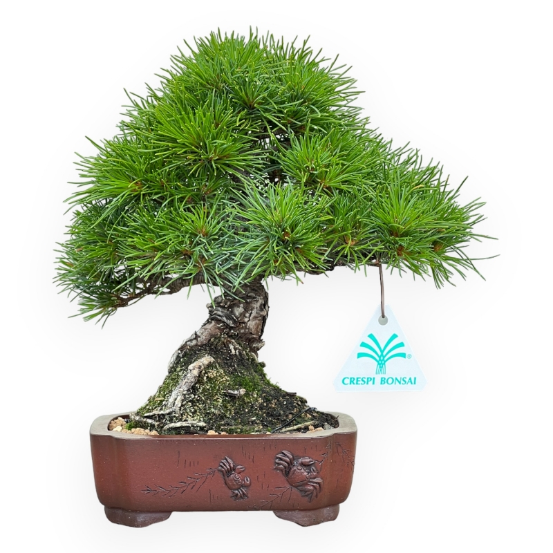 Pinus Pentaphylla Nasukomachi - Pino a cinque aghi - 24 cm
