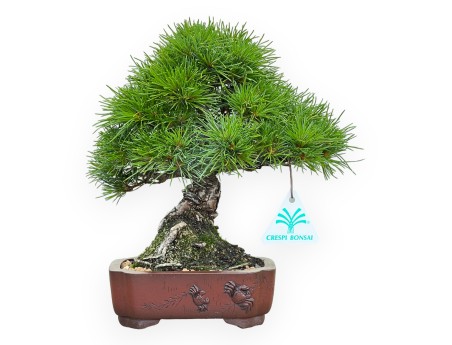 Pinus Pentaphylla Nasukomachi - Pino - 24 cm