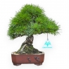 Pinus Pentaphylla Nasukomachi - Pino a cinque aghi - 24 cm