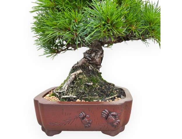Pinus Pentaphylla Nasukomachi - Pino - 24 cm 2