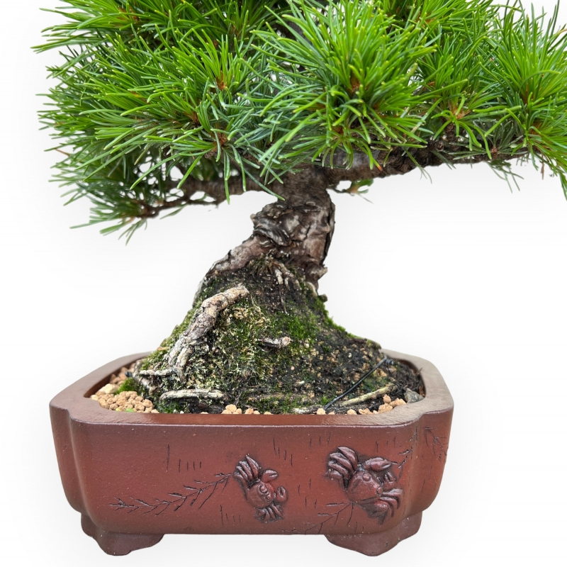 Pinus Pentaphylla Nasukomachi - Pino a cinque aghi - 24 cm