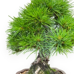 Pinus Pentaphylla Nasukomachi - Pin à cinq aiguilles - 24 cm