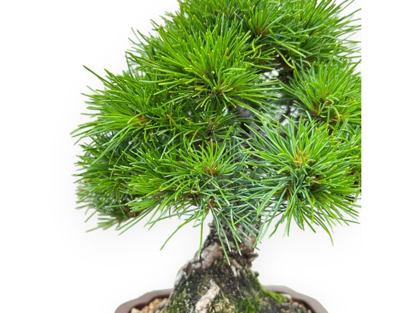Pinus Pentaphylla Nasukomachi - Kiefer - 24 cm