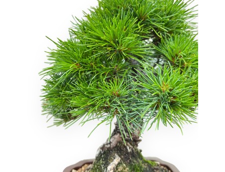 Pinus Pentaphylla Nasukomachi - Pine five needles - 24 cm