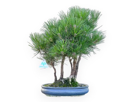 Pinus Thunbergii - Black Pine - 45 cm