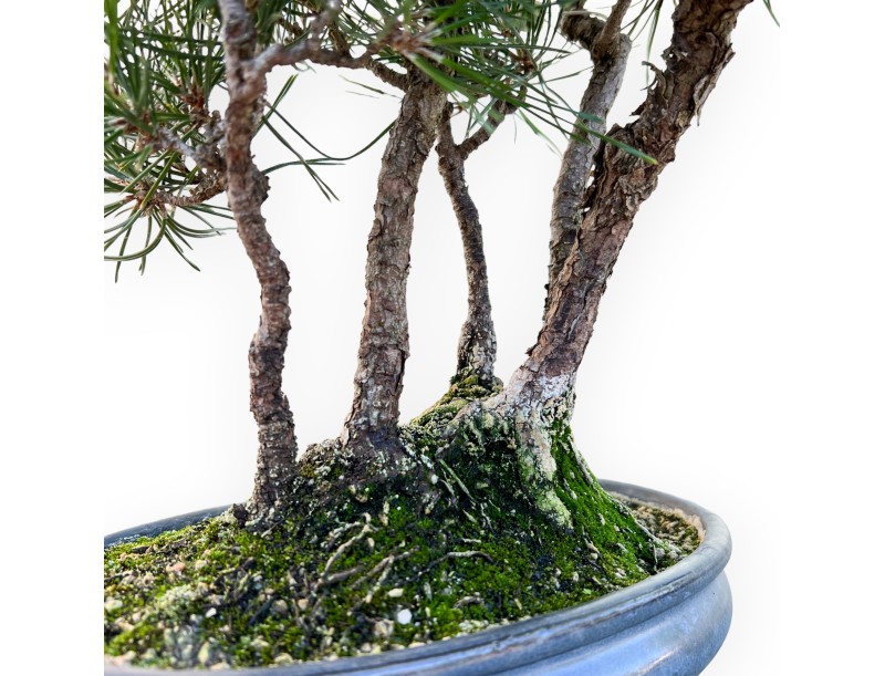 Pinus Thunbergii - Schwarzkiefer - 45 cm